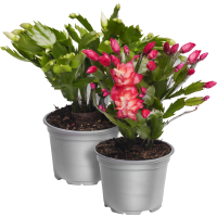 Illustration av Julkaktus