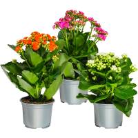 Illustration av Ros i kruka, Kalanchoe