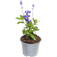 Illustration av Daggsalvia