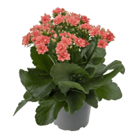 Illustration av Kalanchoe