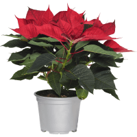 Illustration av Julstjärna 3-4 grenad med glitter kruka Höjd 18cm röd