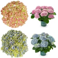 Illustration av Hortensia Magical 14cm x6