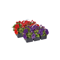 Illustration av Sommarplantor 6-p