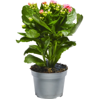 Illustration av Kalanchoe 10,5cm r