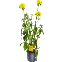 Illustration av Rudbeckia