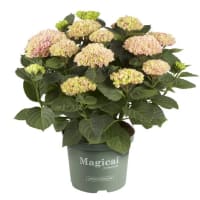 Illustration av Hortensia Magical 23 cm x1