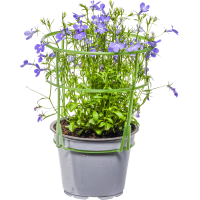 Illustration av Lobelia blå 12 cm
