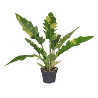 Illustration av Philodendron 'Ring