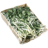 Illustration av Solrosgroddar