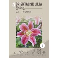 Illustration av Lilium Stargazer