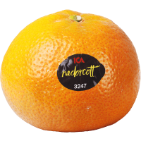 Illustration av Småcitrus