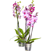 Illustration av Brudorkidé 3-stänglad