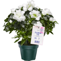 Illustration av Azalea RB 12cm vit