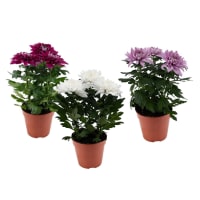 Illustration av Krysantemum storblommig