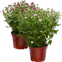 Illustration av 741 Bollkrysantemum