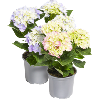 Illustration av Hortensia 2-gr mix