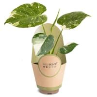 Illustration av Monstera ´Thai Constellation11cmx9