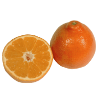 Illustration av Småcitrus