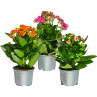 Illustration av Kalanchoe 10,5cm mix x12