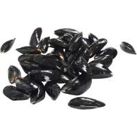 Illustration av Blåmusslor i nät