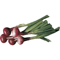 Illustration av Lök röd knippe