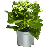 Illustration av Kalanchoe 10,5 cm vit x12