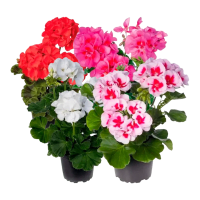Illustration av Pelargoner Zonale
