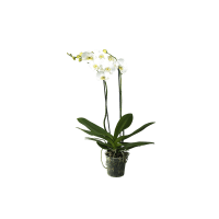 Illustration av Orchidée Phalenopsi
