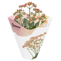 Illustration av Kalanchoe Wildflowers105cmx12