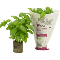 Illustration av Basilika