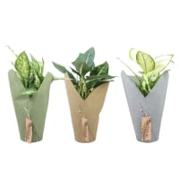 Illustration av Prickblad i sleeve 17cm x6