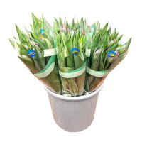 Illustration av Tulpaner 9-pack