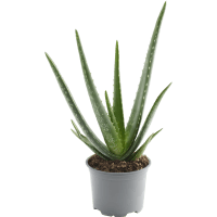Illustration av Aloe Vera 12cm x10