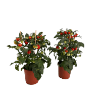 Illustration av Tomatplanta med tomater, Paprika med frukter