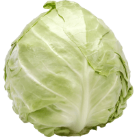 Illustration av Vitkål nyskördad