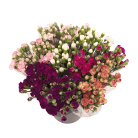 Illustration av Kvinejlikor