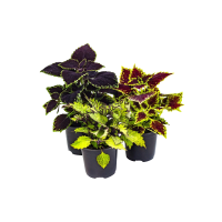 Illustration av Palettblad