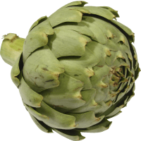 Illustration av Kronärtskocka