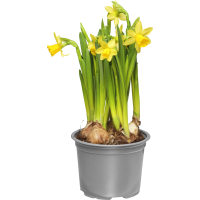 Illustration av Påskl småbl stor