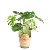 Illustration av Monstera 17cm