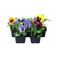 Illustration av Pensé småblommig i varierande färger