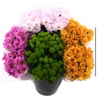 Illustration av Krysantemum 3-pack