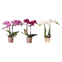 Illustration av Brudorkidé Kolibri