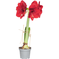 Illustration av Amaryllis röd 12cm