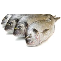 Illustration av Seabream/guldsparid