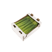 Illustration av Påskliljor