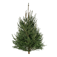 Illustration av Rödgran 200-250 cm SE