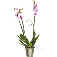 Illustration av Phalanopsis