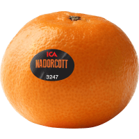 Illustration av Småcitrus Nadorcott ca 100g Klass 1