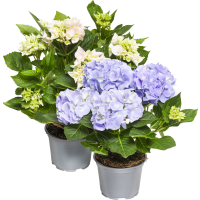 Illustration av Hortensia 3-6gr mix x8